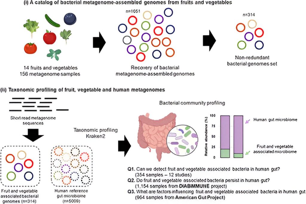 Study shows the microbiome of fruit and vegetables positively influences diversity in the gut
