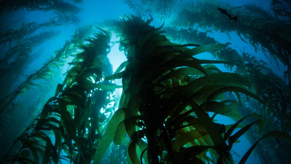 By looking for kelp populations with genetic signatures that don’t match their neighbors’, scientists can identify places where kelp was killed and replaced.
