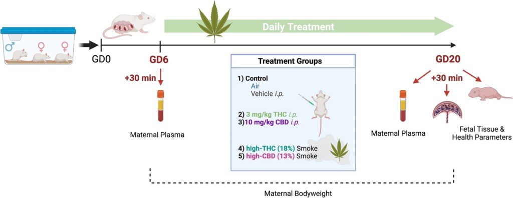 New smoke exposure model may help determine the effects of cannabis on consumers more accurately