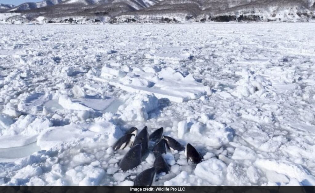 Pod Of Orca Whales Trapped In Sea Of Ice Off Japan's Coast, Officials Say They Have "No Choice But To Wait"