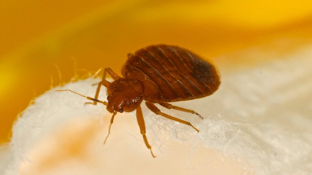 For many people, bed bugs are becoming a fact of life again.
