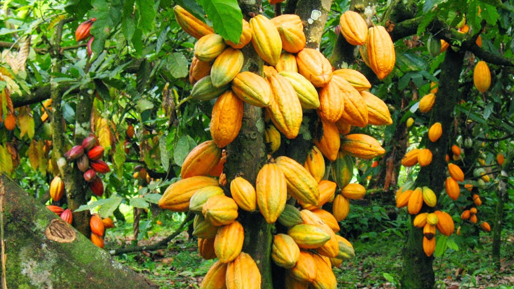 Extreme weather conditions likely to affect cocoa production