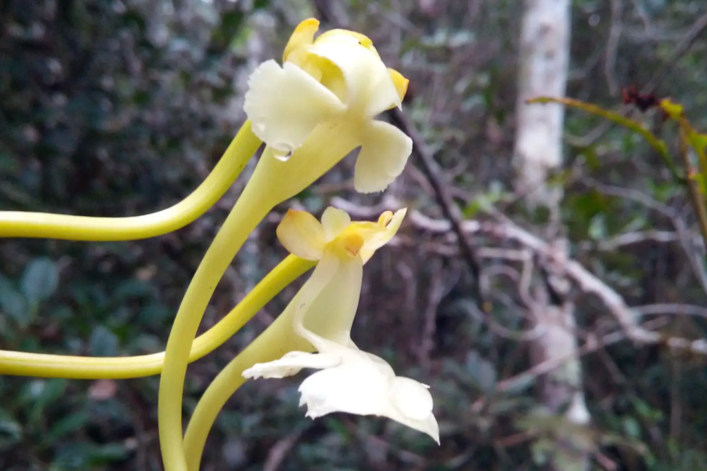 'Spectacular' new orchid species is pollinated by moths