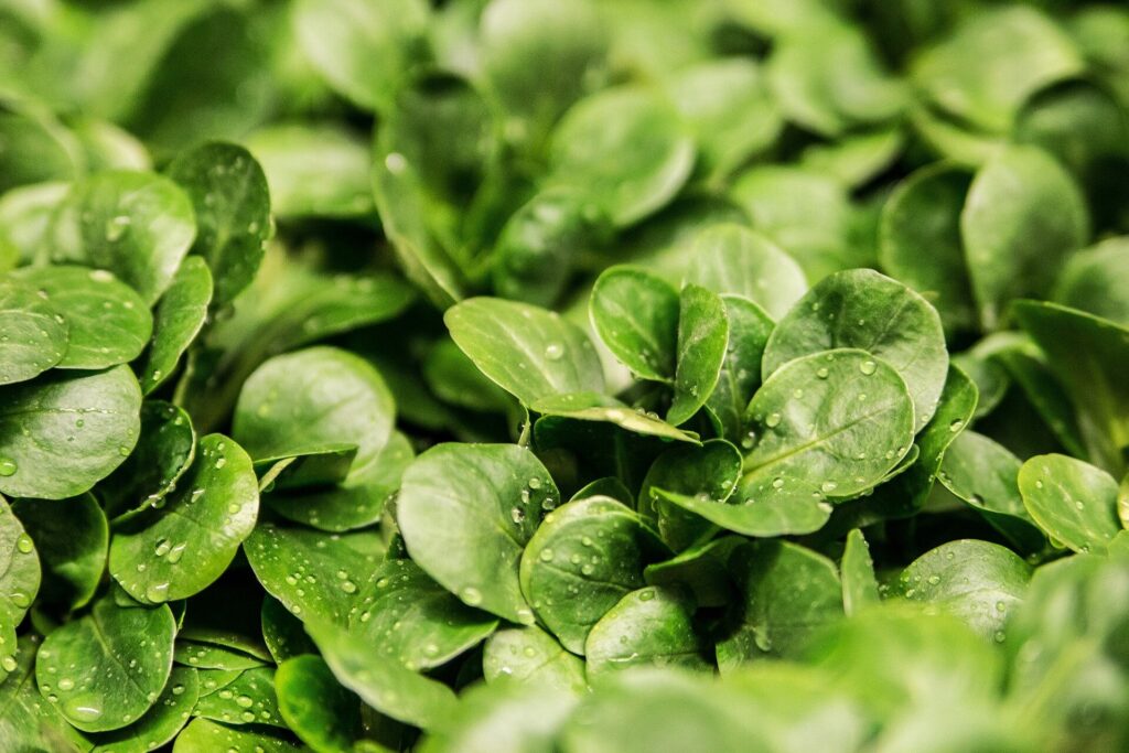 Refrigerate lettuce to reduce risk of E. coli contamination, researchers say
