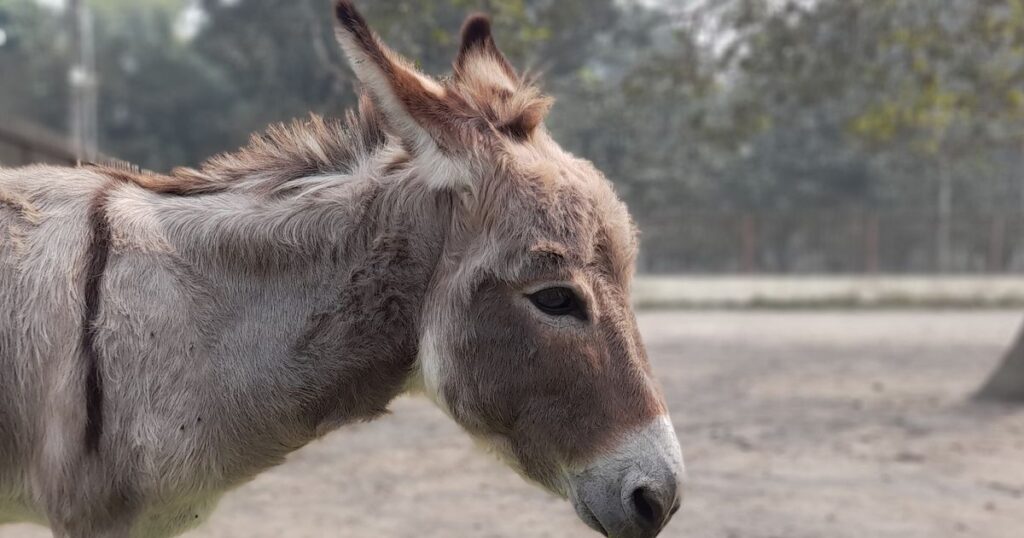 Lost Donkey Seen Living With Elk Herd 5 Years Later