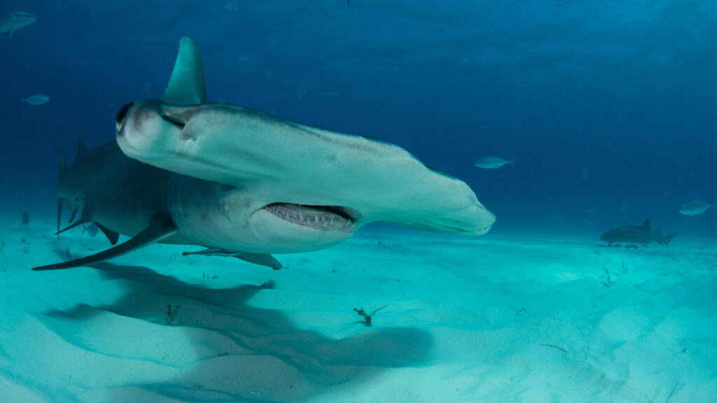A scientific mission to save the sharks