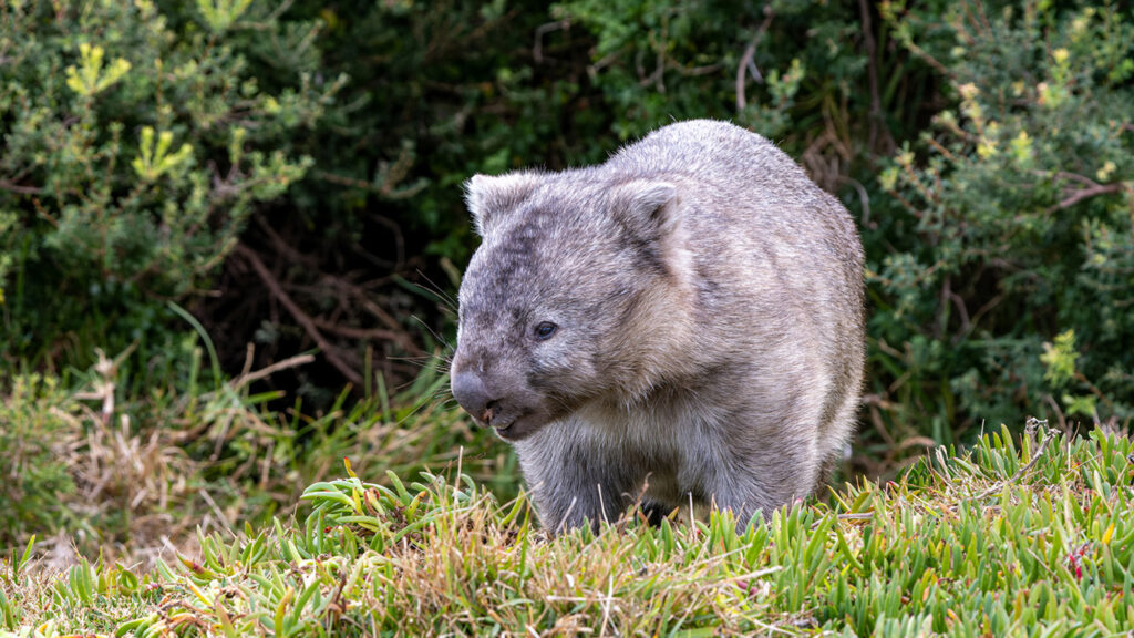 Inside the secret lives of wombats