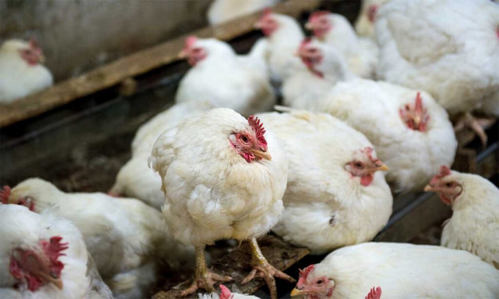 Scientists confirm presence of Infectious Bronchitis in Ghana's poultry industry