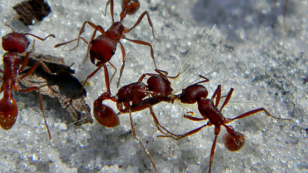 How ants acts for the common good of the colony