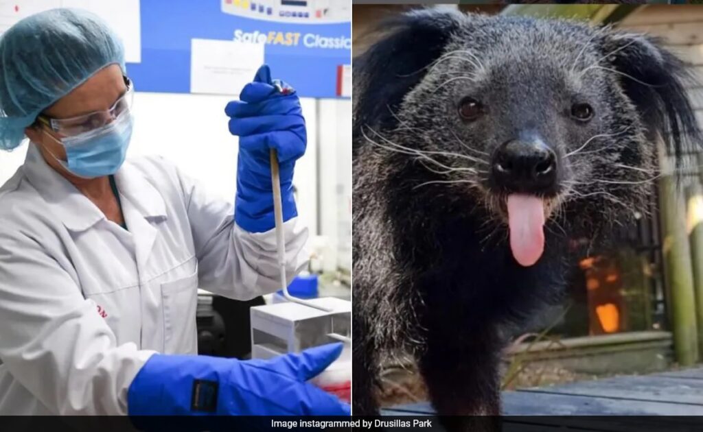 Rare 'Bearcat' That Died In UK Zoo To Be Cryogenically Frozen