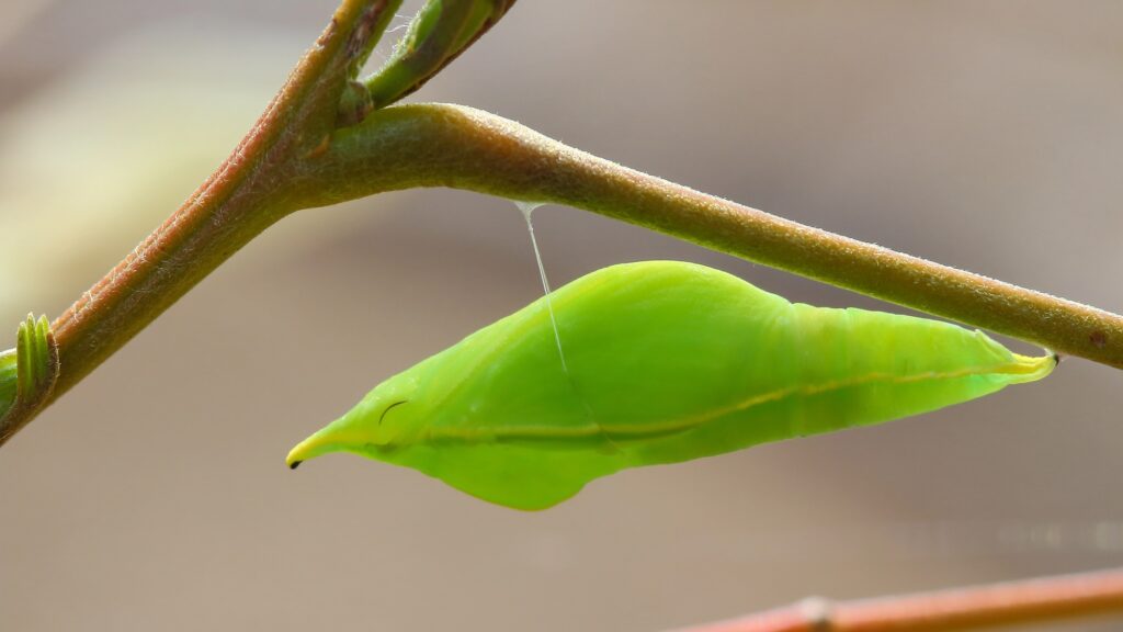 Butterflies anchor cocoons with silk Velcro and seat-belts