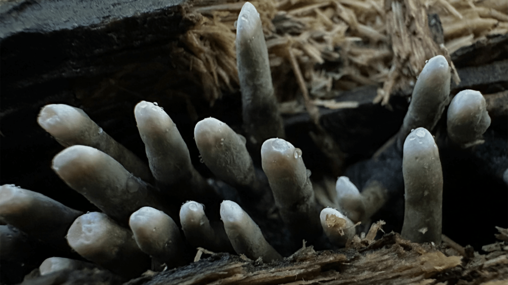 Dead man's fingers is the creepiest fungi in the forest