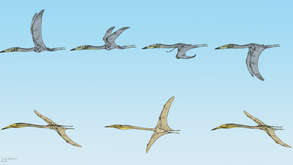 'Remarkable' fossils offer clues to perplexing pterosaur question