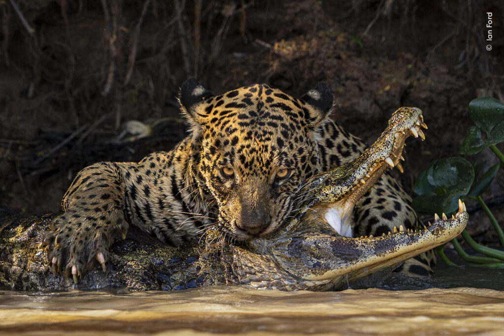 the moment a jaguar delivers a fatal bite to the head of a caiman in a muddy river. 