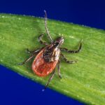 Boulder County reports first 2024 human case of tularemia