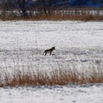 Coyote attacks 4-year-old in Colorado Springs