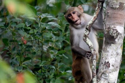 First Of 43 Escaped Lab Monkeys Caught. 42 Still On The Run