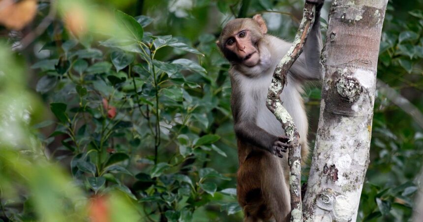 First Of 43 Escaped Lab Monkeys Caught. 42 Still On The Run