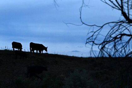 Larimer County man pleads guilty to killing neighbors' cattle