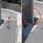 Massive python swings out at woman from garage in heart-stopping video