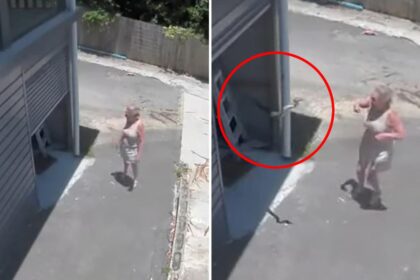 Massive python swings out at woman from garage in heart-stopping video