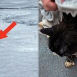 20-Year-Old Blind Cat Rescued After Falling Through Ice