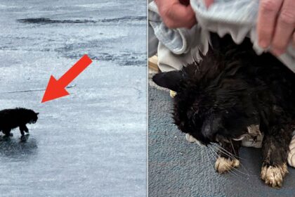 20-Year-Old Blind Cat Rescued After Falling Through Ice