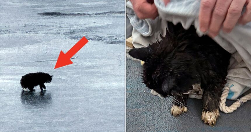 20-Year-Old Blind Cat Rescued After Falling Through Ice