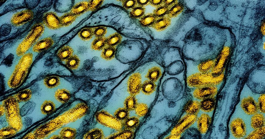 CDC Says Bird Flu Likely Mutated Within Severely Ill Louisiana Patient