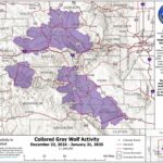 Colorado wolf map shows where newly released wolves have traveled