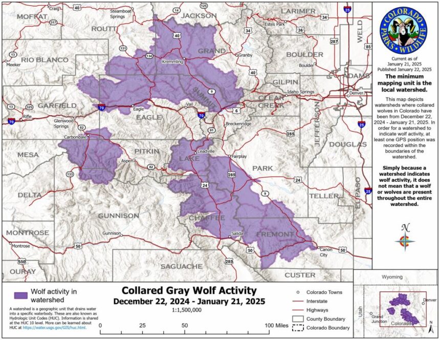 Colorado wolf map shows where newly released wolves have traveled