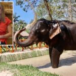 Expert warns Americans about elephant tourism after young student is killed in Thailand: 'Recipe for disaster'