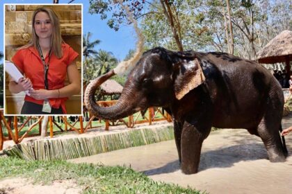 Expert warns Americans about elephant tourism after young student is killed in Thailand: 'Recipe for disaster'