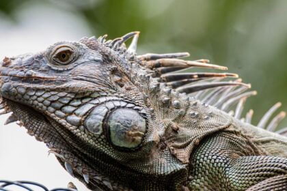 Experts Issue Warning About Falling Iguanas In Florida