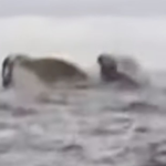 Humpback Whale Briefly Swallows Kayaker Off Chilean Coast