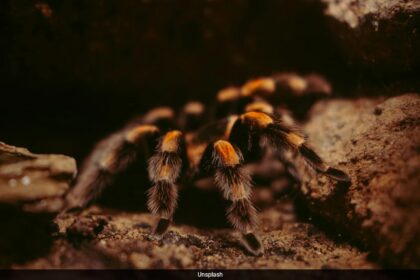 Iberia Flight Delayed After Pilot Bitten Mid-Flight By Stowaway Tarantula