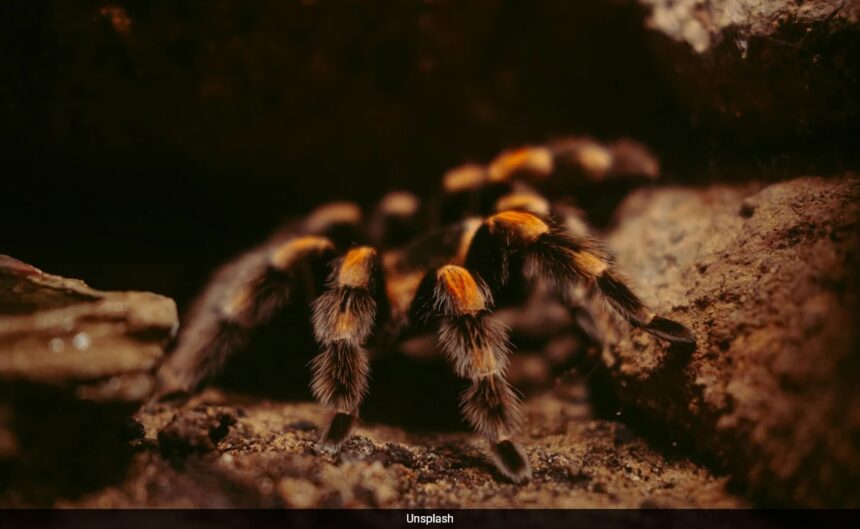 Iberia Flight Delayed After Pilot Bitten Mid-Flight By Stowaway Tarantula