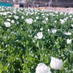 Opium Farming Takes Root In Myanmar's War-Torn Landscape