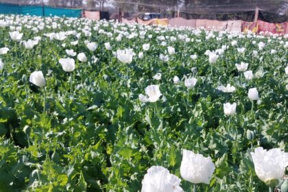 Opium Farming Takes Root In Myanmar's War-Torn Landscape