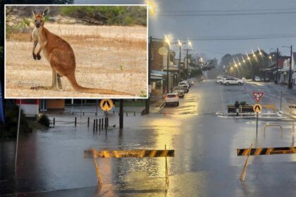 'Really muscly' kangaroo tries to drown man as the two trade blows in heavyweight tidal fight
