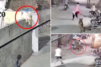 Escaped lion chases, mauls mom and two young kids: video