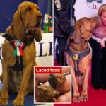 Hero Italian police dog killed after eating nail-laced sausages -- his trainer issues warning to suspects