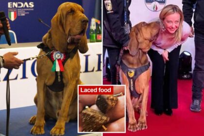 Hero Italian police dog killed after eating nail-laced sausages -- his trainer issues warning to suspects