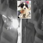 Hero dog extinguishes lit stick of dynamite tossed into journalist's yard